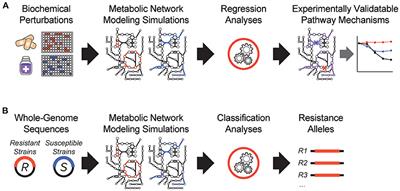 Digital Insights Into Nucleotide Metabolism and Antibiotic Treatment Failure